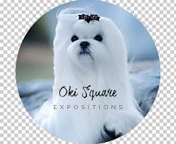 Check spelling or type a new query. Maltese Dog Havanese Dog Shih Tzu Bichon Frise Puppy Png Clipart Animal Animals Bichon Bichon Frise