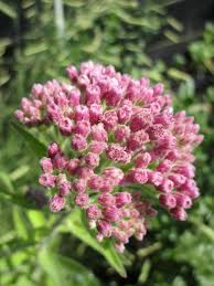 Image result for Pluchea