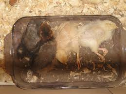 A chicken dust bath helps to remove excess oil, as well as external parasites like lice, fleas, and mites. How Did You Add A Dust Bath To Your Brooder Backyard Chickens Learn How To Raise Chickens