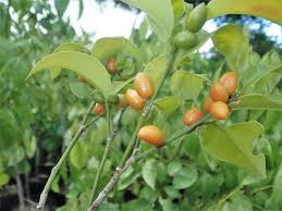 Image result for Pauridiantha paucinervis