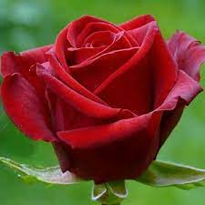 ¿cuáles son las rosas más hermosas? Imagenes De Rosas Las Mas Hermosas Flores