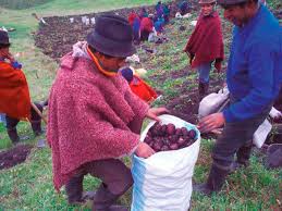 Agrobiodiversidad y alimentación en la Sierra Central ecuatoriana. Una  perspectiva histórica, 1964-2008 - Leisa