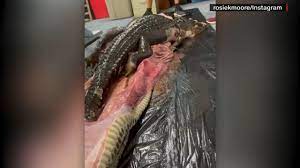 閲覧注意】巨大ヘビの胃袋から「1メートル半のワニ」が丸ごと見つかる！ - ナゾロジー