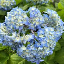 アジサイ 紫陽花 の花言葉 色 種類別の意味や由来とは 花の特徴は Greensnap グリーンスナップ