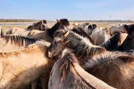 Het natuurgebied de oostvaardersplassen bevindt zich in de provincie flevoland tussen almere en lelystad. Onrust In De Oostvaardersplassen Protest Opportuun