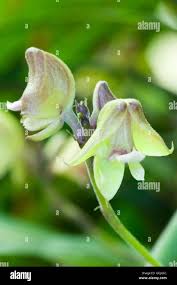 Image result for Polystachya galeata