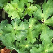 Image result for Sanicula