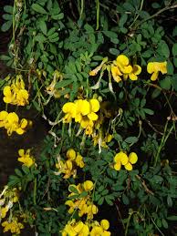 Image result for Aeschynomene multicaulis