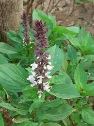 Image result for Ocimum urundense