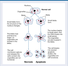 Recessed lighting installation necrosis vs apoptosis picture. Structural Changes Of Cells Undergoing Necrosis Or Apoptosis Download Scientific Diagram