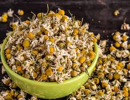 Harvesting harvest chamomile flowers during the entire blooming season; Eic For Export Is A Bulk Chamomile Flowers Matricaria Chamomilla Chamomile Herb Egyptian Chamomile Camomile Flower