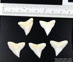 Check out our bull shark tooth selection for the very best in unique or custom, handmade pieces from our pendants shops. Amazon Com Collectible Crystals Modern Bull Shark Teeth Fossil Jewelry Sharks Modern Crystal Pendant 20 23mm R Arts Crafts Sewing
