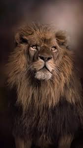 Epingle Par Zelie Reneaux Sur Lion Photos Animaux Sauvages Animaux Sauvages Animaux