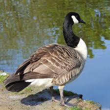 Oiseaux Bernache Du Canada Branta Canadensis Sur Une Berge De La Base De Loisirs Du Port Aux Cerises De Draveil Bernache Du Canada Bernache Oie Sauvage