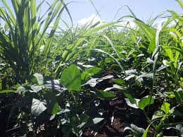 Image result for Vigna reticulata