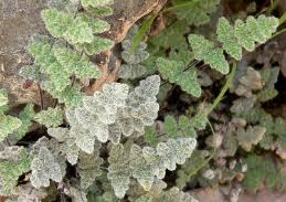 Image result for Cheilanthes