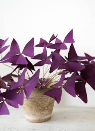 Maison Bouture Instant Vegetal L Oxalis Triangularis Facebook