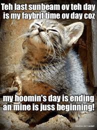 Pin On Cat Funnies 27