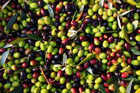 Olive Picking Olive Harvest Fresh Olives Food Forest