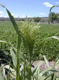 Image result for Panicum eickii