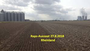Bis wann kann raps gesät werden? Risiko Bauer Willi