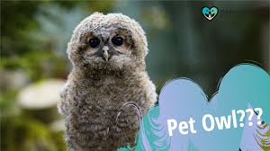 One of the most basic complications that you will face when you consider having owls as a pets is the fact that they are generally wild and do not have the same socialization skills as other pet birds. What You Need To Know About Owning A Pet Owl The Furry Companion
