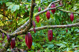 Once the green bean seedlings have several true leaves, cover the garden beds with several inches of mulch to conserve moisture, keep soil temperatures cooler. How Cocoa Beans Grow And Are Harvested Into Chocolate Huffpost Life