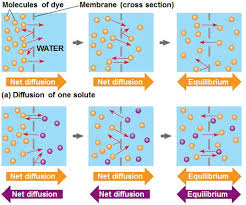 Diffusion of molecules across the membrane occurs in the direction of higher concentration to lower osmosis is simply the diffusion of water across a membrane diffusion, osmosis and facilitated diffusion are known as passive transport because they do not require the cell to use energy. Https Www Hudson K12 Oh Us Cms Lib Oh01914911 Centricity Domain 1257 Apbionotesunit2water Pdf