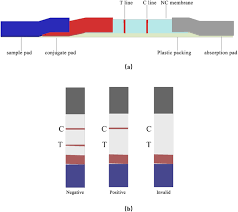 What are lateral flow tests? A Lateral Flow Immunochromato Graphic Strip Test For Rapid Detection Of Oseltamivir Phosphate In Egg And Chicken Meat Scientific Reports