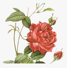 Dress making is easy with simplicity, mccalls, vogue, butterick & kwik sew patterns. Botanical Drawings Rose And Sunflower Gardening Flower Pierre Joseph Redoute Red Hd Png Download Kindpng
