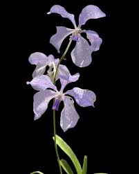Image result for Vanda coerulea