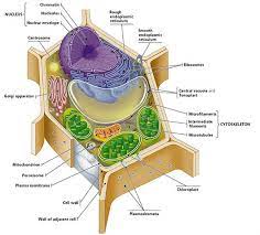 We did not find results for: Plant And Animal Cells Labeled Graphics