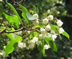 16 flowering shrubs for shade. Anopterus Macleayanus Wikipedia