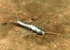 Gumus Bocegi Ilaclama Gumus Ve Jelsa