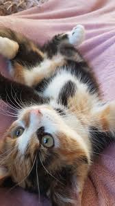 My Cat Is Already Enjoying Her New Home Baby Cats Cute Cats Cute Baby Animals