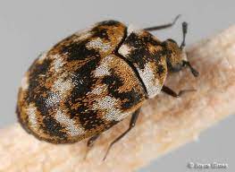 We're willing to bet that list will includes rats and mice, cockroaches. Carpet Beetles Pest Control Knockdown Pest Control