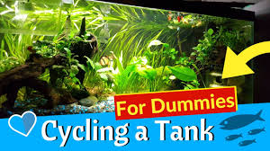 How To Cycle A New Betta Fish Tank Aquarium Nitrogen Cycle For Dummies Fresh Water Fish Tank Betta Fish Tank Betta Fish Care