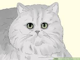 3 Ways To Identify A Persian Cat Wikihow