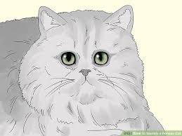 3 ways to identify a persian cat wikihow