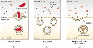 Check spelling or type a new query. 3 4 Unique Characteristics Of Eukaryotic Cells Microbiology Canadian Edition