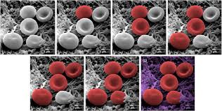 Maybe you would like to learn more about one of these? Color And 3d For Scanning Electron Microscopy Microscopy Today Cambridge Core