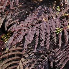 Choose a planting site with full sun at least 20 feet away from structures, utility lines and other trees. Summer Chocolate Mimosa Trees Naturehills Com