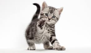 Start date yesterday at 5:22 pm. American Shorthair Cat Breed Information
