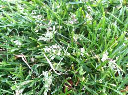 The dried plumes are also attractive in flower arrangements. Fescue With White Flowers In Lawbn 178023 Ask Extension
