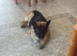 Missing man's dog returns alive after nearly three weeks in Cáceres