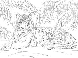 Sumatran Tiger Coloring Page Animal Coloring Pages Farm Animal Coloring Pages Cat Coloring Page
