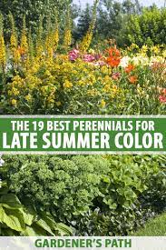Perennial flowers are plants that grow and bloom in the spring and summer then die back in the fall and winter. The 19 Best Perennials For Late Summer Color Gardener S Path