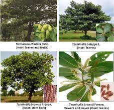 Image result for Terminalia brachystemma