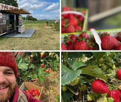 Erdbeeren richtig pflücken & waschen. Erdbeeren Selber Pflucken In Doteberg Oder Direkt Frische Erdbeeren Kaufen Garbsen City News