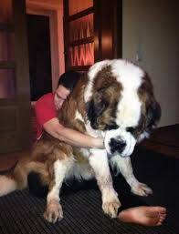 this dog who would be a great shoulder to cry on lap dogs huge dogs giant dogs